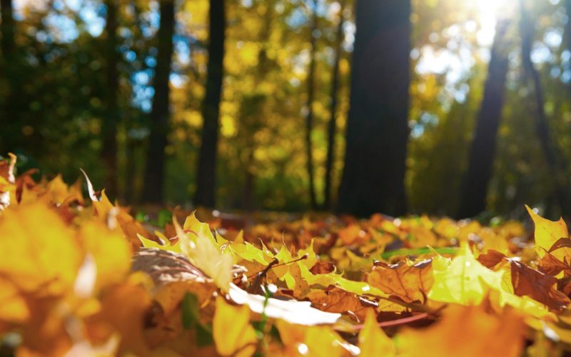 hd achtergrond met de grond bedekt met herfstbladeren hd herfst wallpaper foto 800x500 1